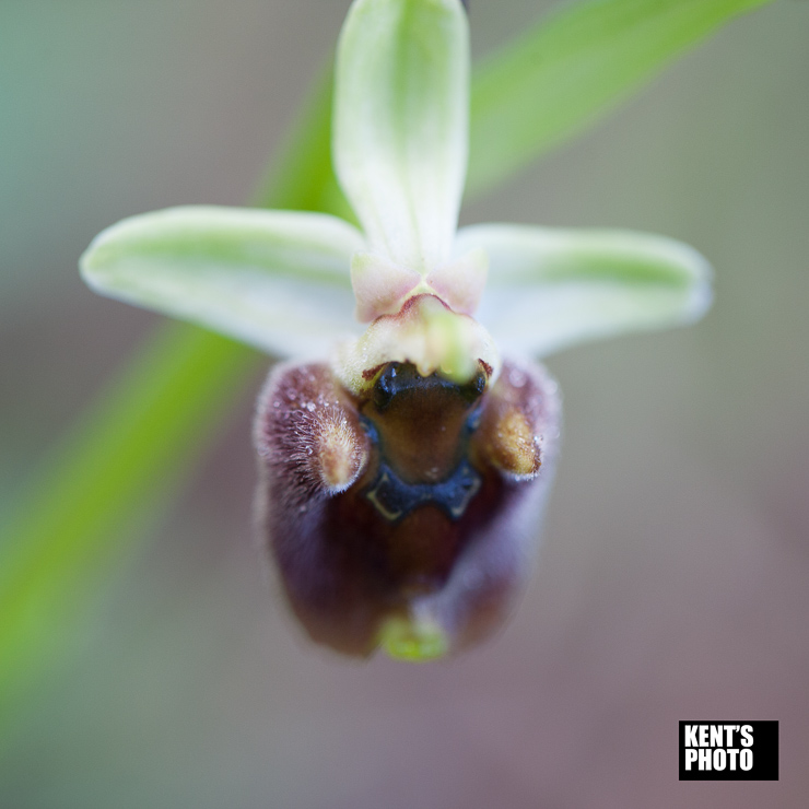 Kypriotisk Orkide K6I1390