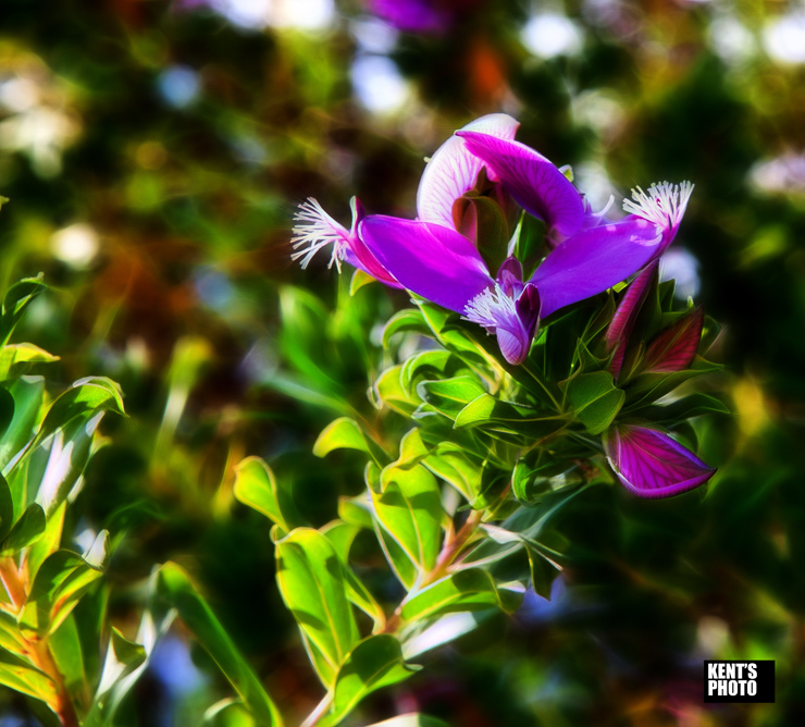 Kypriotiske blomster K6I1377