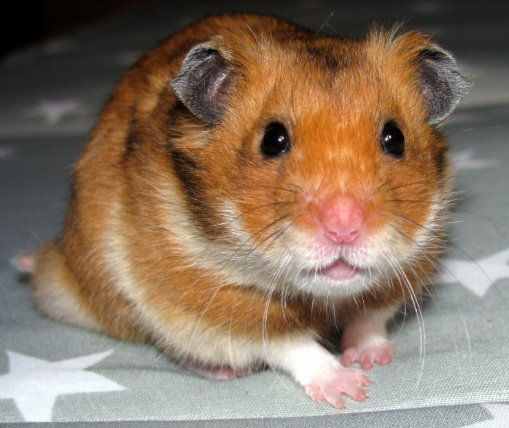 hamster