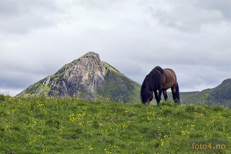 hest